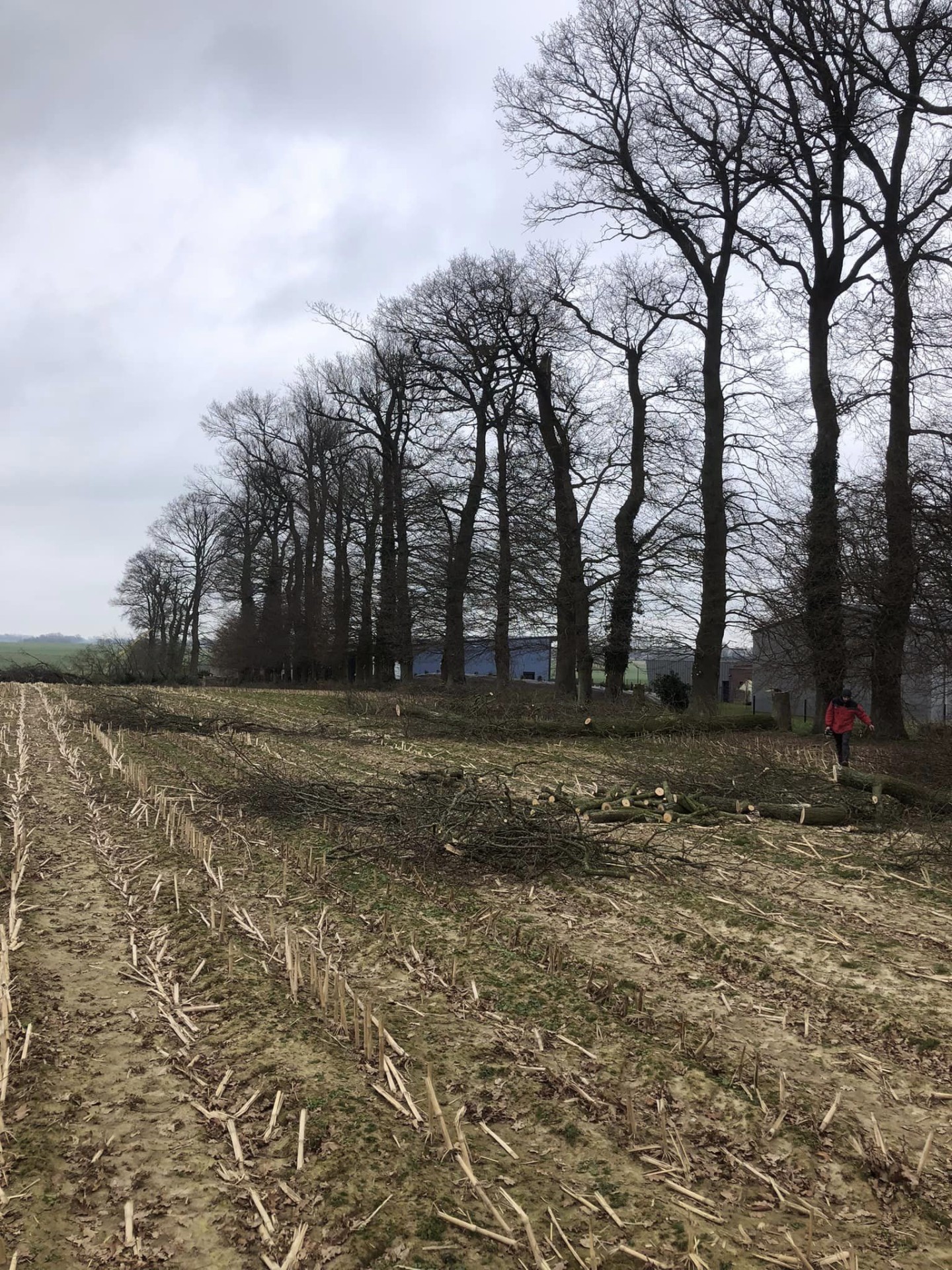 ELAGAGE - EBRANCHAGE- GRANDS ARBRES- JARDIVERT-BLACQUEVILLE